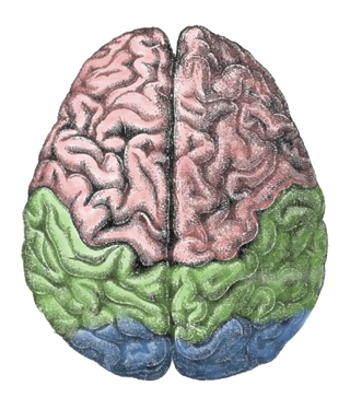Illustration for article titled ¿Durante cuánto tiempo es consciente nuestro cerebro tras ser decapitado?